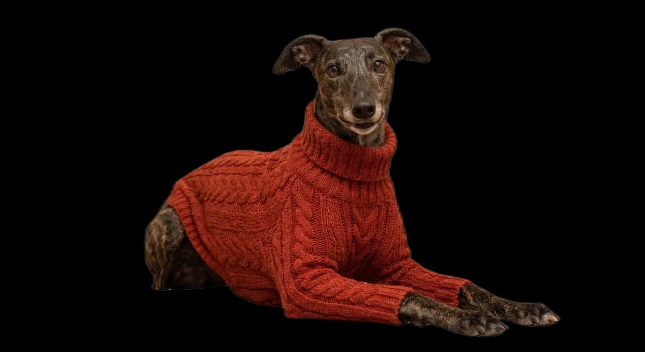 Greyhound adottato con maglione
