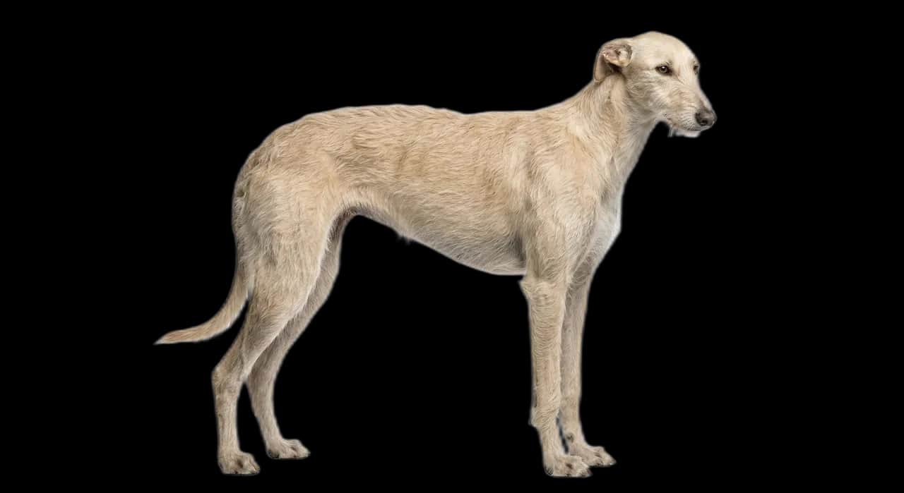 Galgo Español