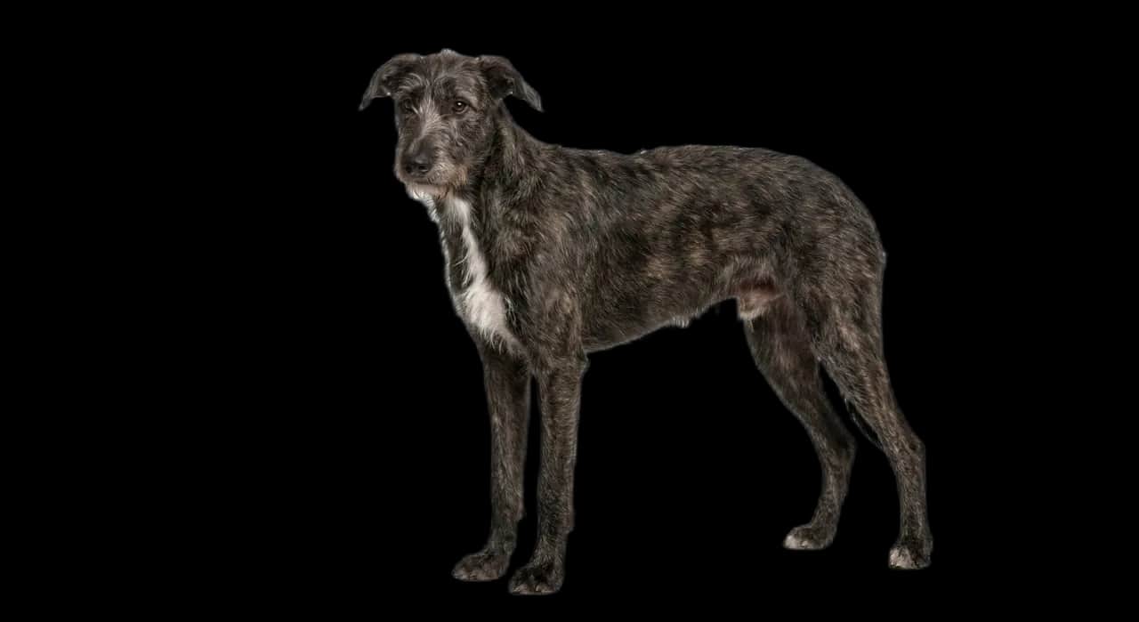 Lurcher
