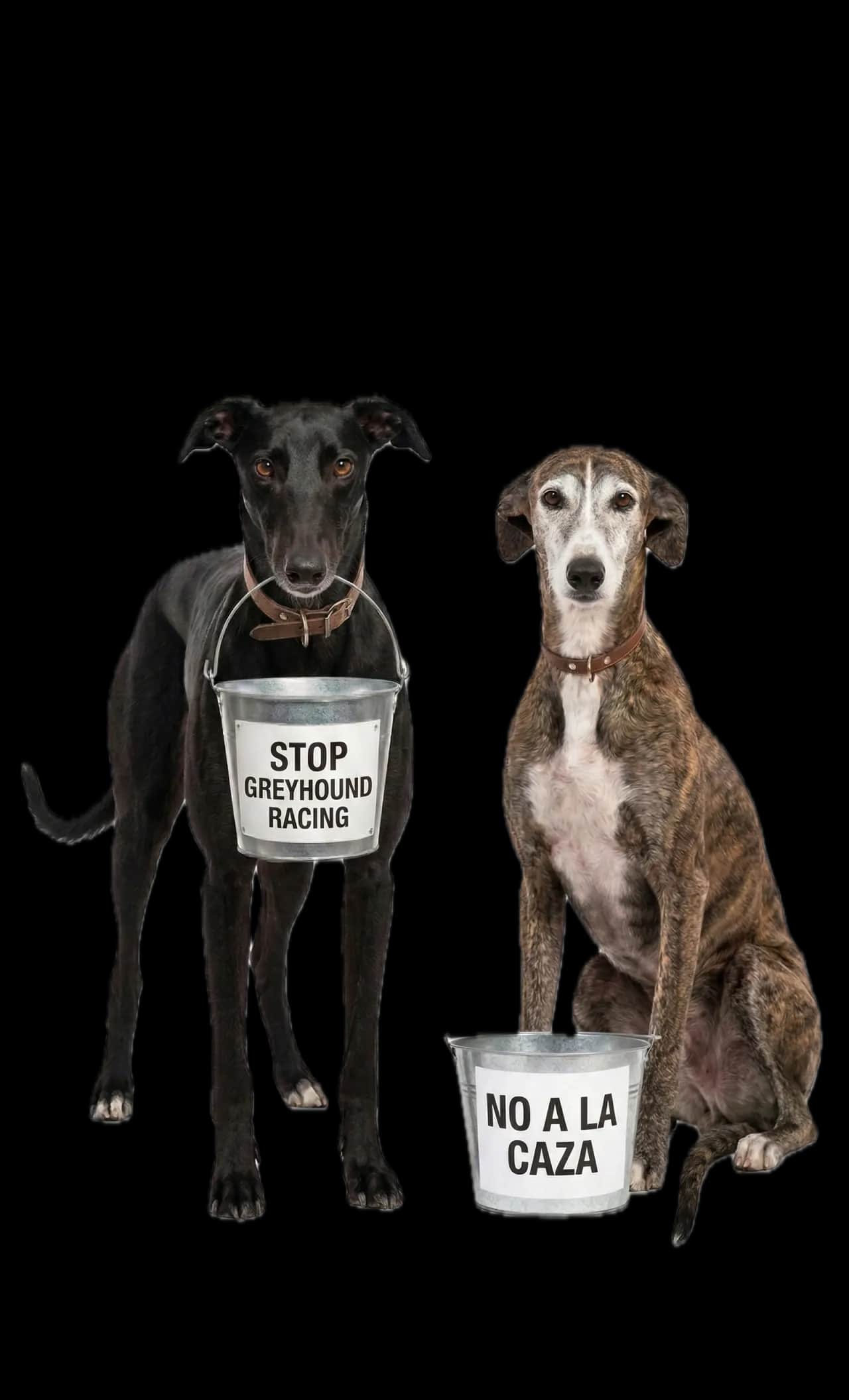 Levrieri con secchielli: Stop Greyhound Racing e No La Caza