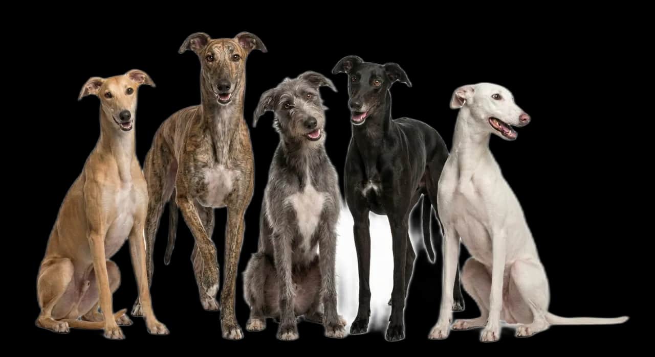 Gruppo di levrieri: galgo, greyhound e lurcher