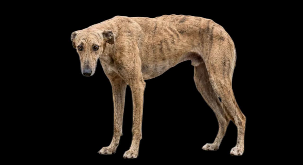 Galgo triste e abbandonato