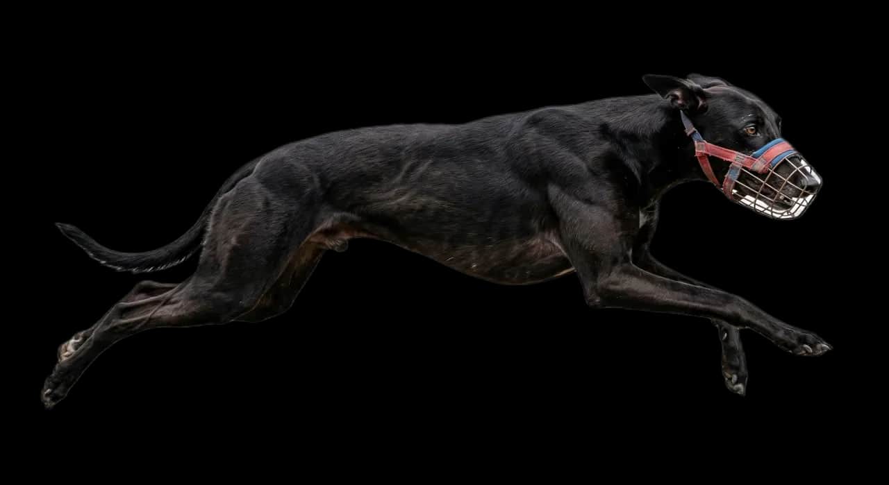 Greyhound in corsa con museruola