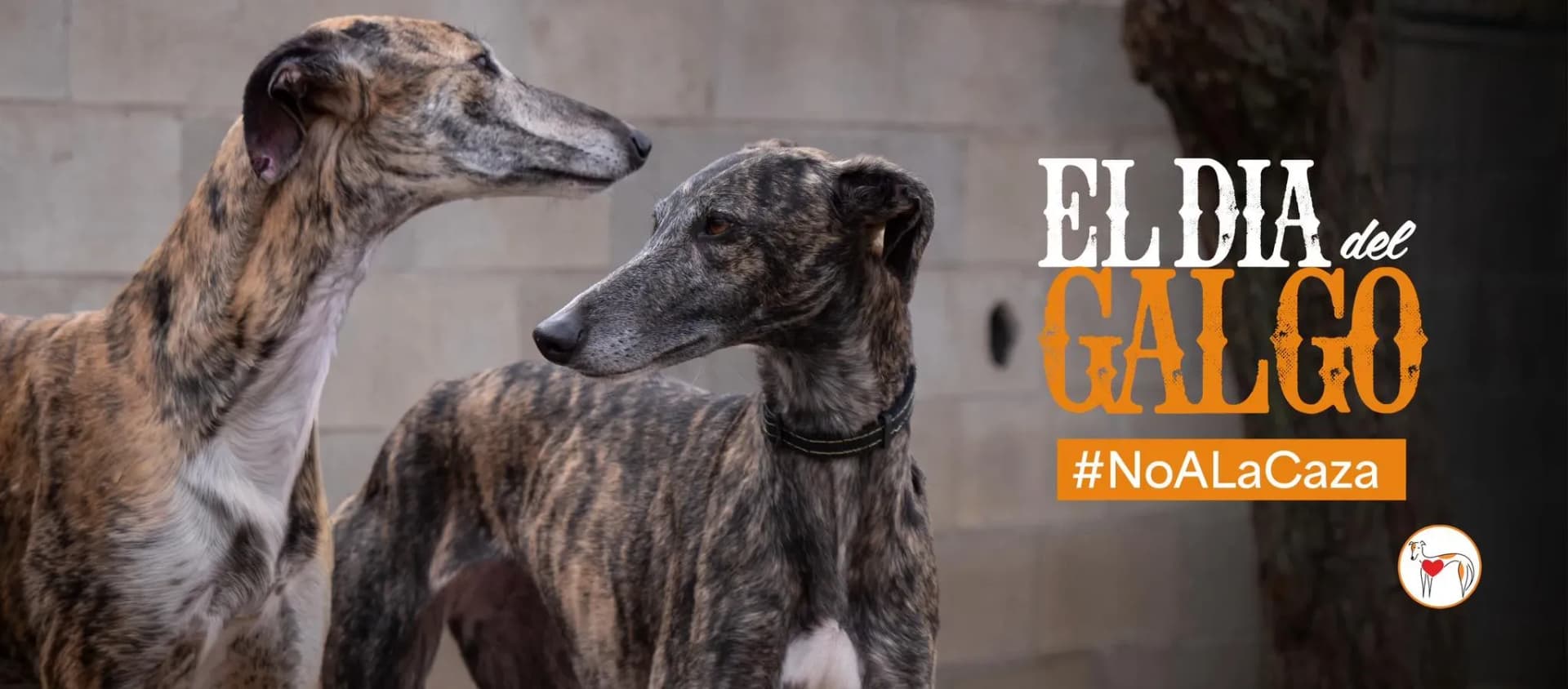 GIORNATA MONDIALE DEL GALGO: BASTA SILENZIO, BASTA CRUDELTÀ. È TEMPO DI AGIRE