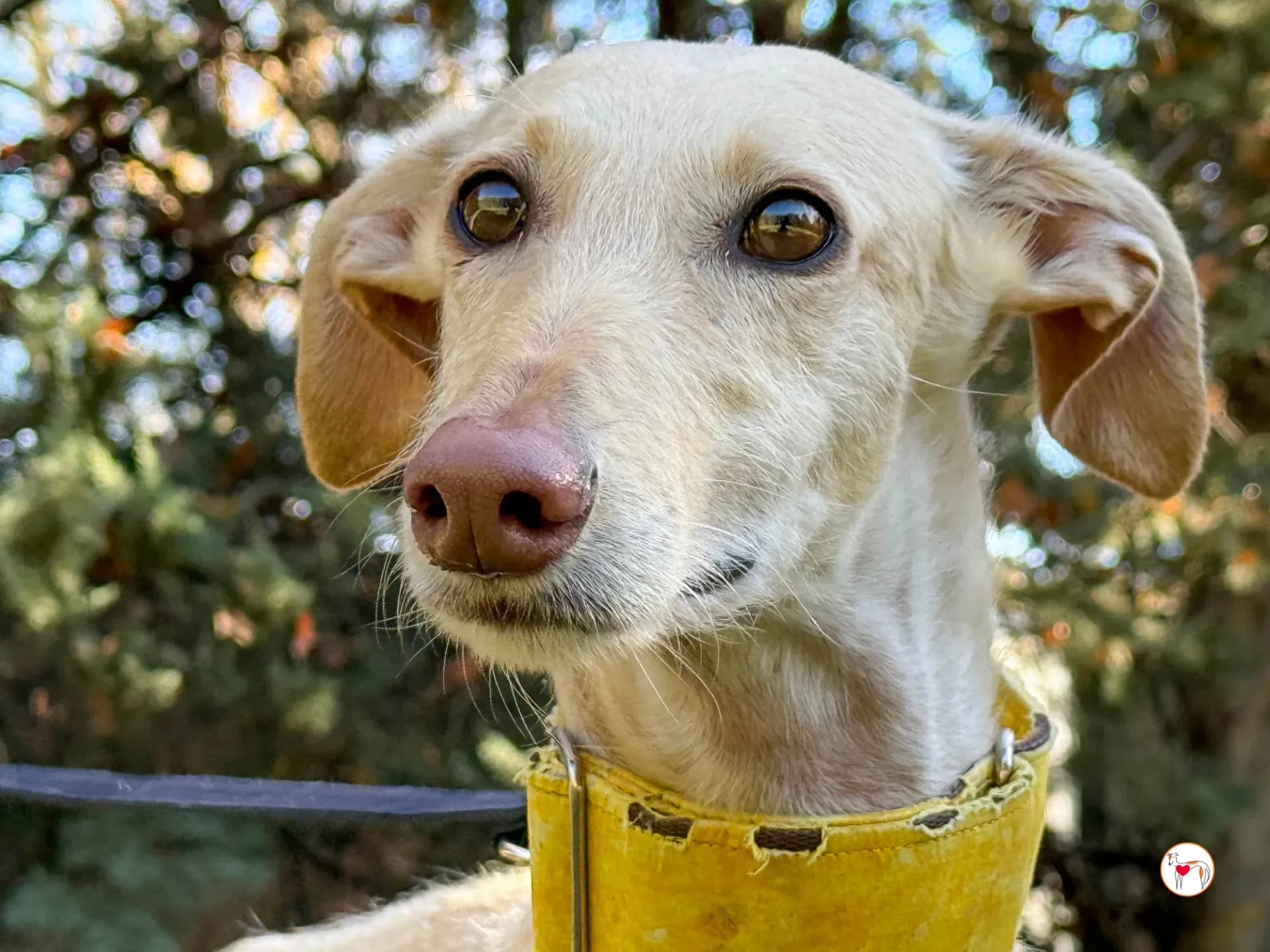 Arena – In corso di adozione