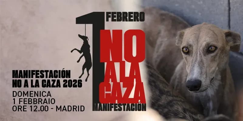 La Crudeltà si Vieta! IL 1 FEBBRAIO SAREMO A MADRID ALLA MANIFESTAZIONE INTERNAZIONALE PER I DIRITTI DEI GALGO!