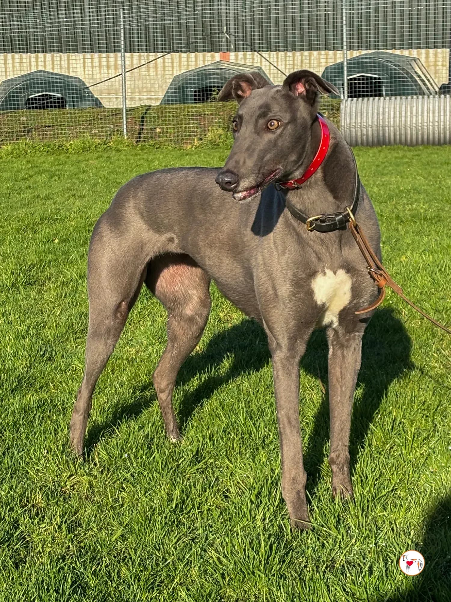 Abbie – In corso di adozione