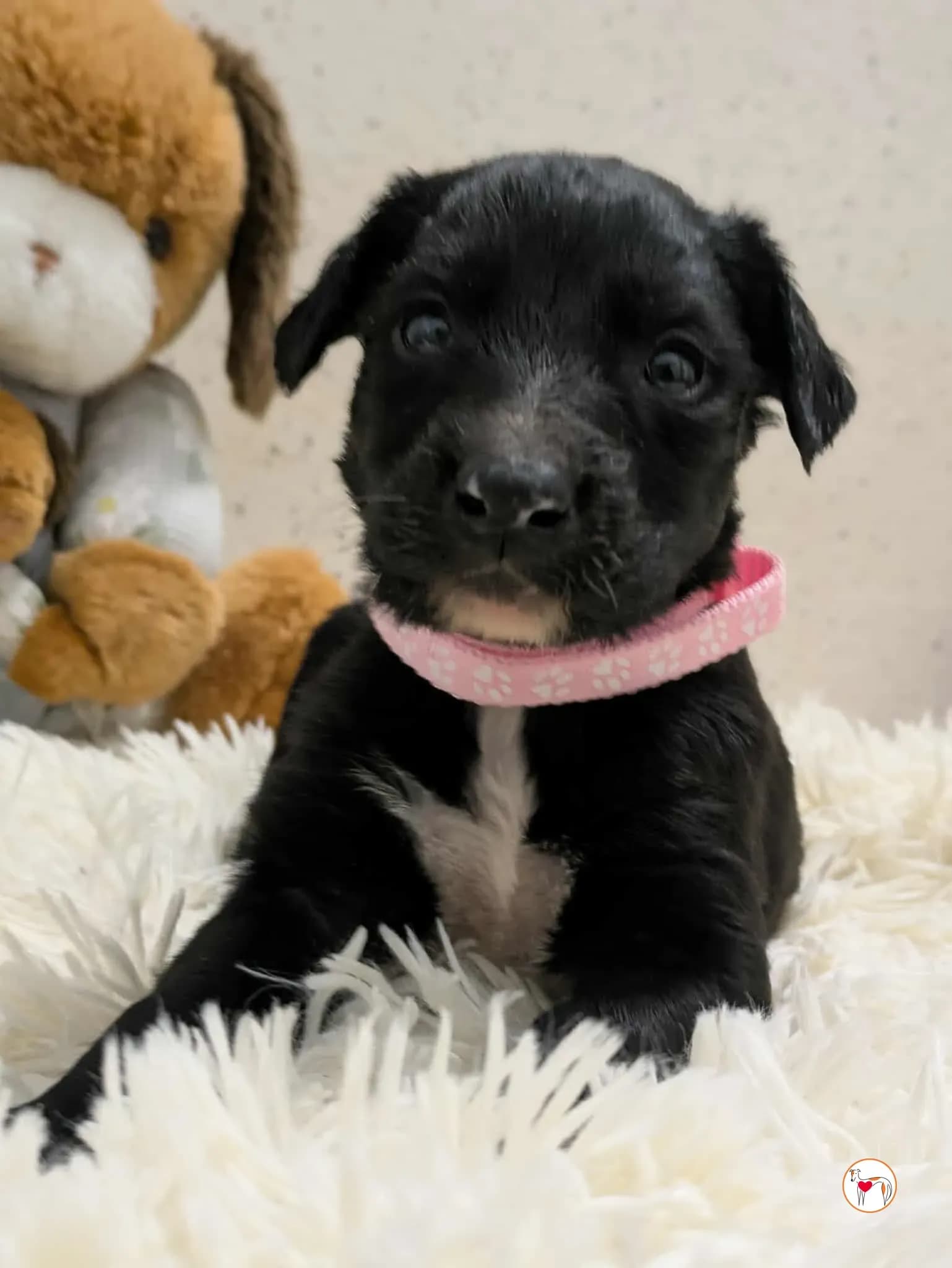 Camilla – sorella di Ceccho, Carlo, Capri e Cencio – In corso di adozione