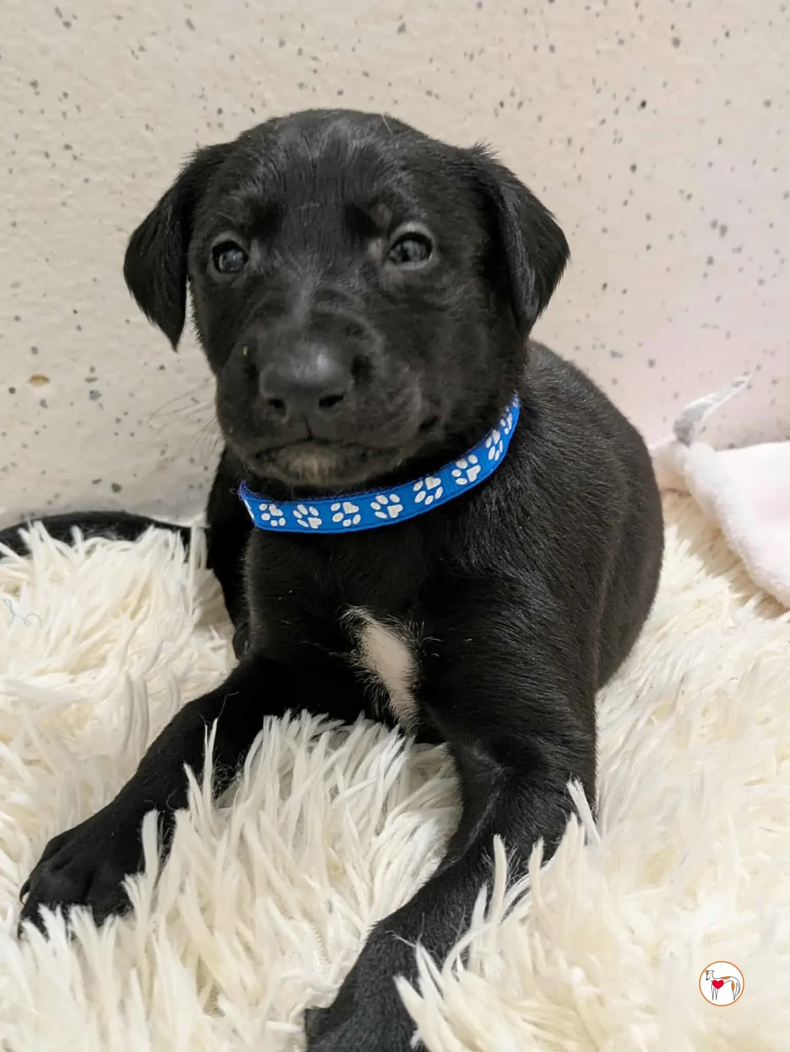 Capri – fratello di Ceccho, Carlo, Camilla e Cencio