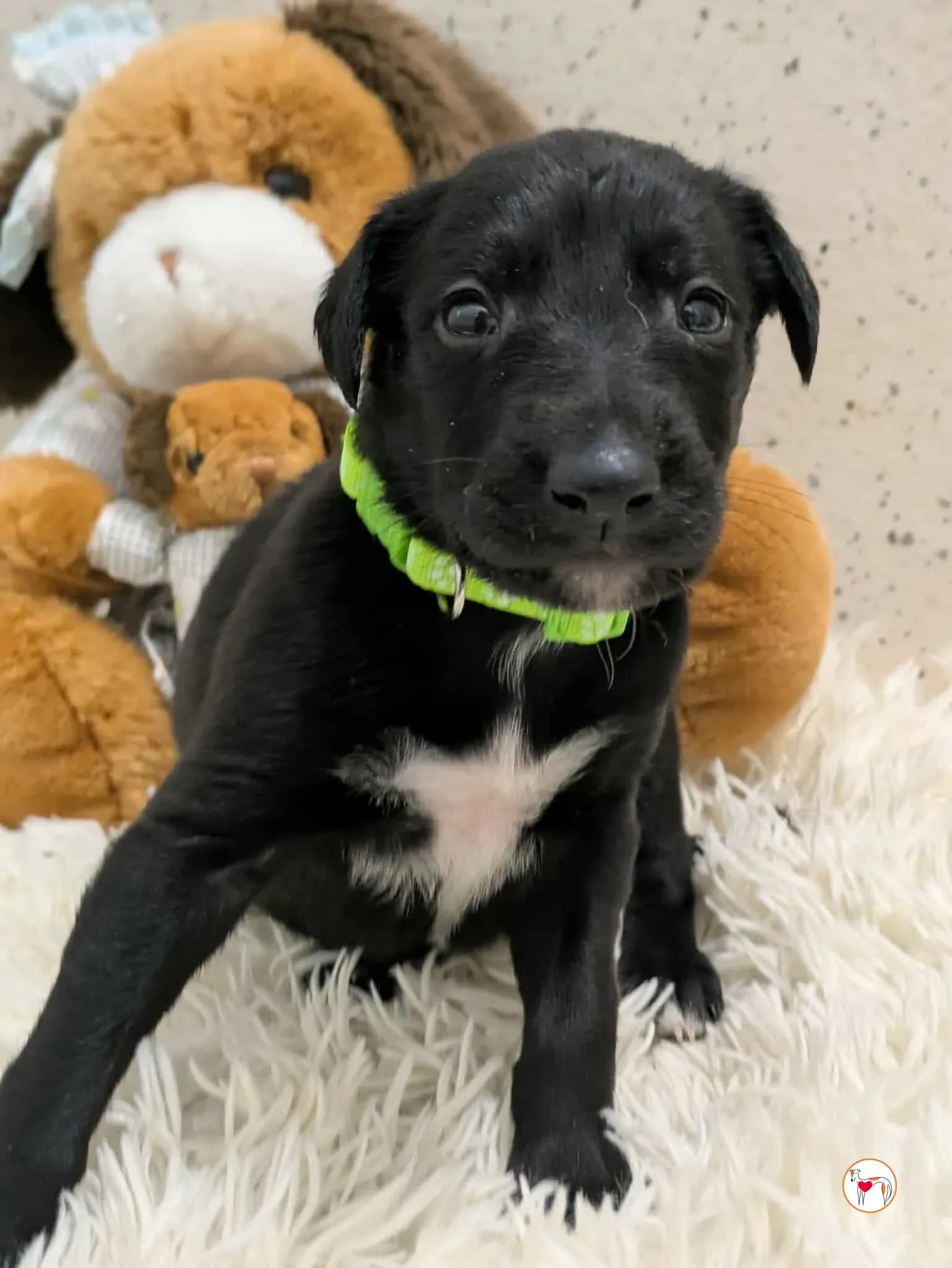 Carlo – fratello di Ceccho, Camilla, Capri e Cencio