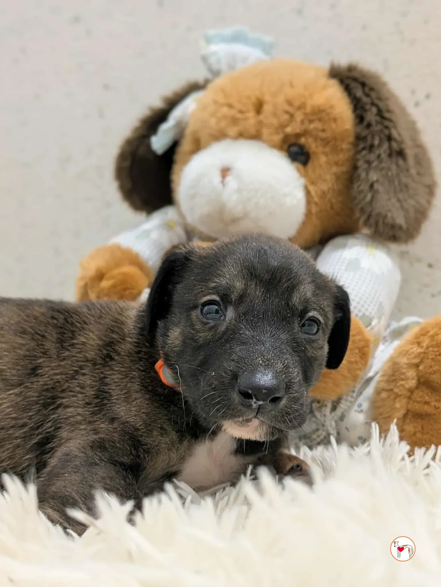 Ceccho – fratello di Cencio, Camilla, Capri e Carlo – In corso di adozione