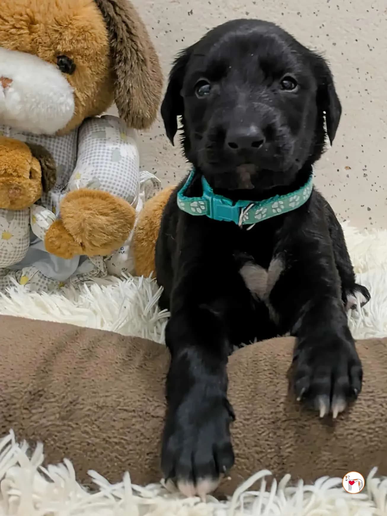 Cencio – fratello di Ceccho, Camilla, Capri e Carlo – In corso di adozione