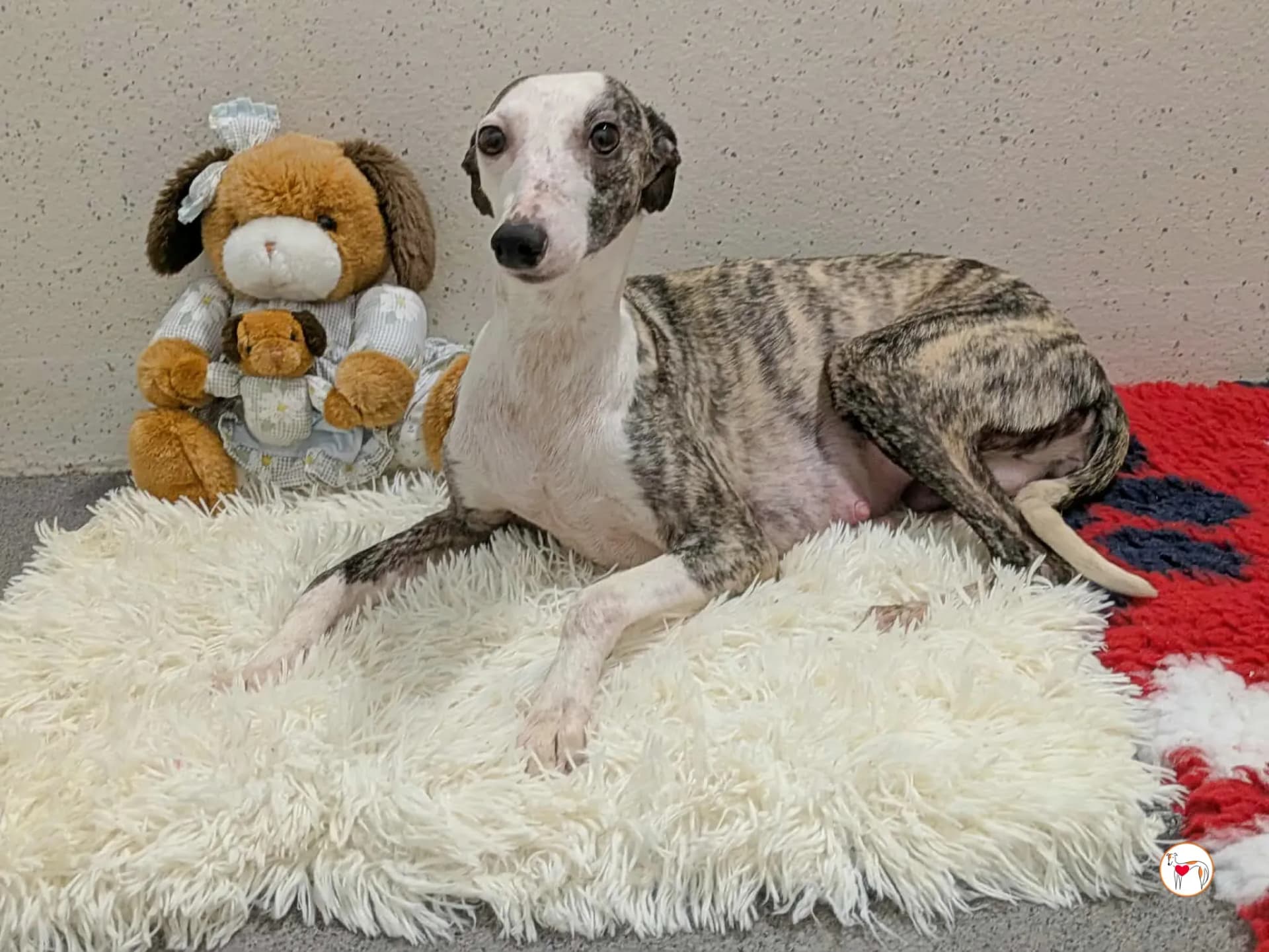 Chrissy – In corso di adozione