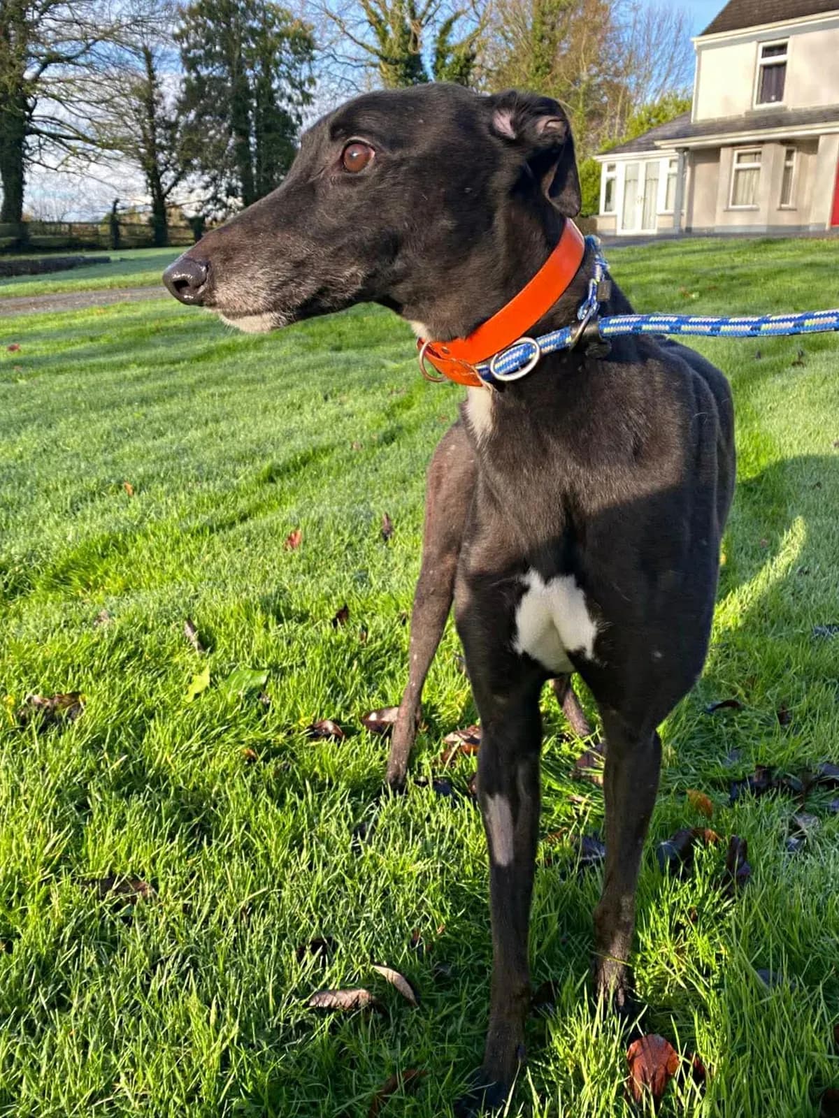 Comet – Già in Italia presso famiglia foster – In corso di adozione