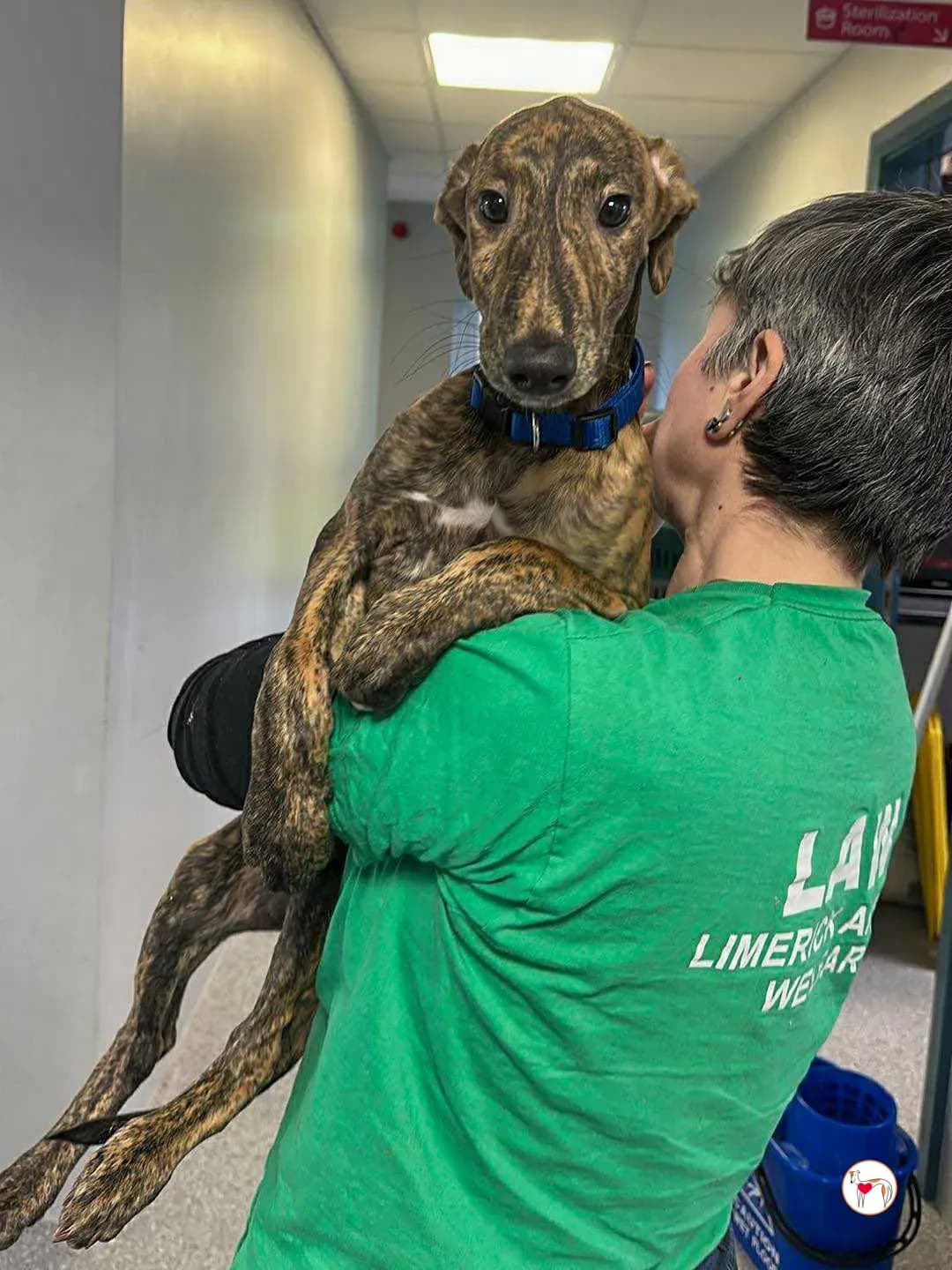 Donny – In corso di adozione