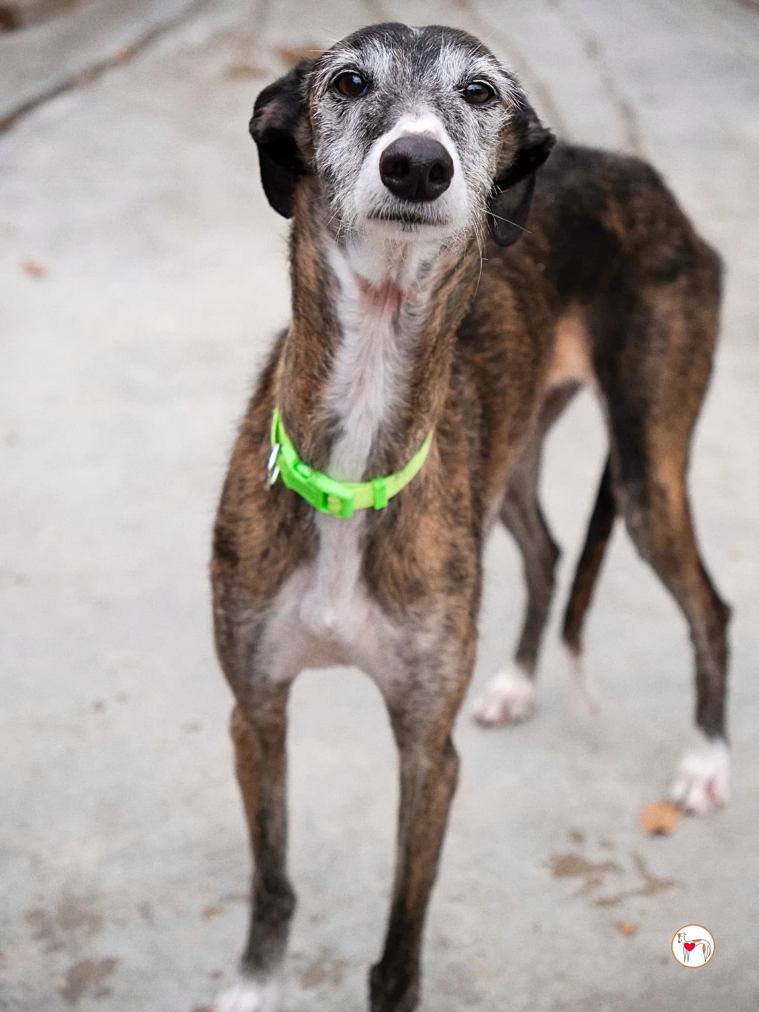 Fasti – Adottata in Spagna