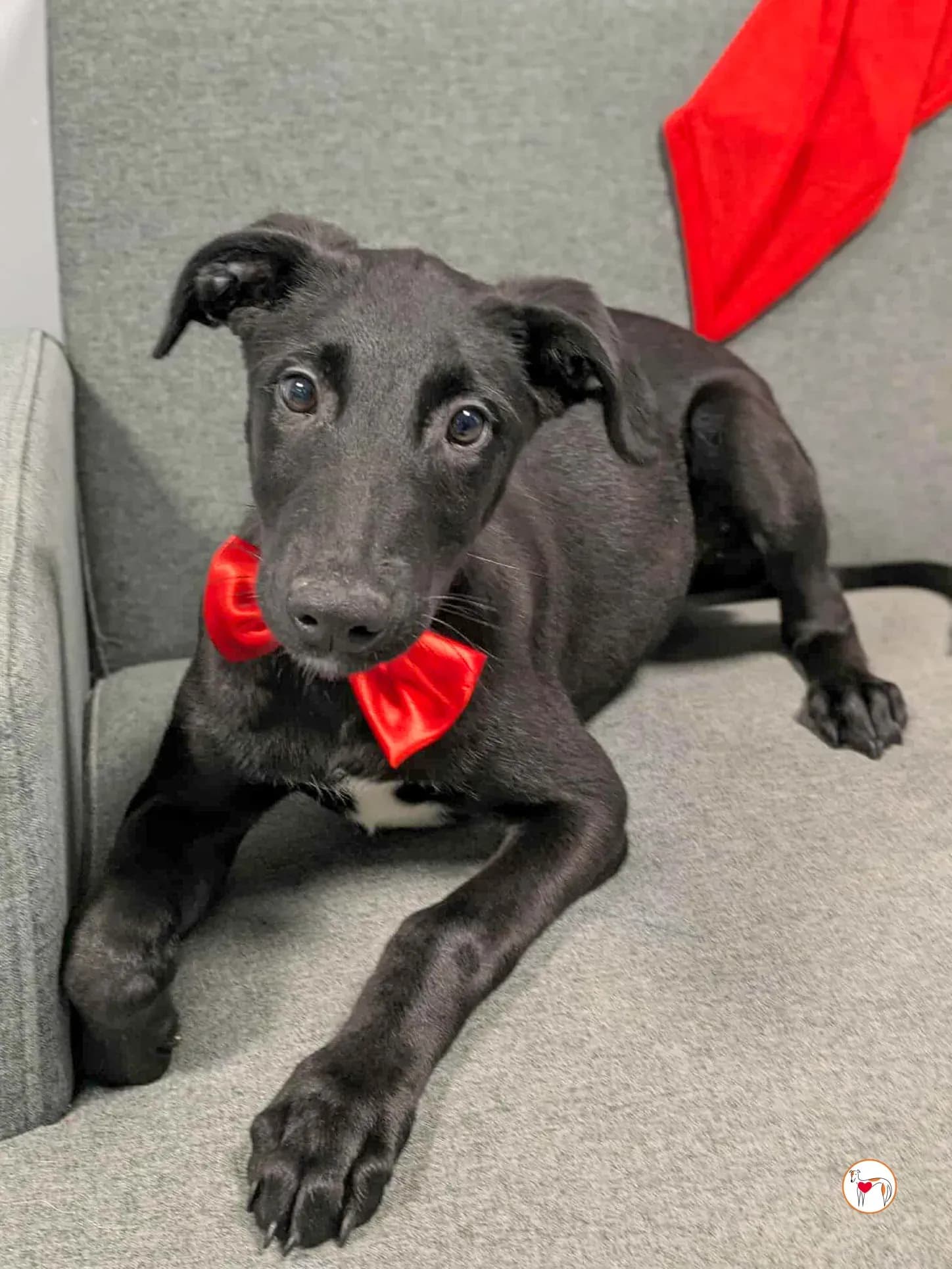 James – Adottato il 17/1/2026