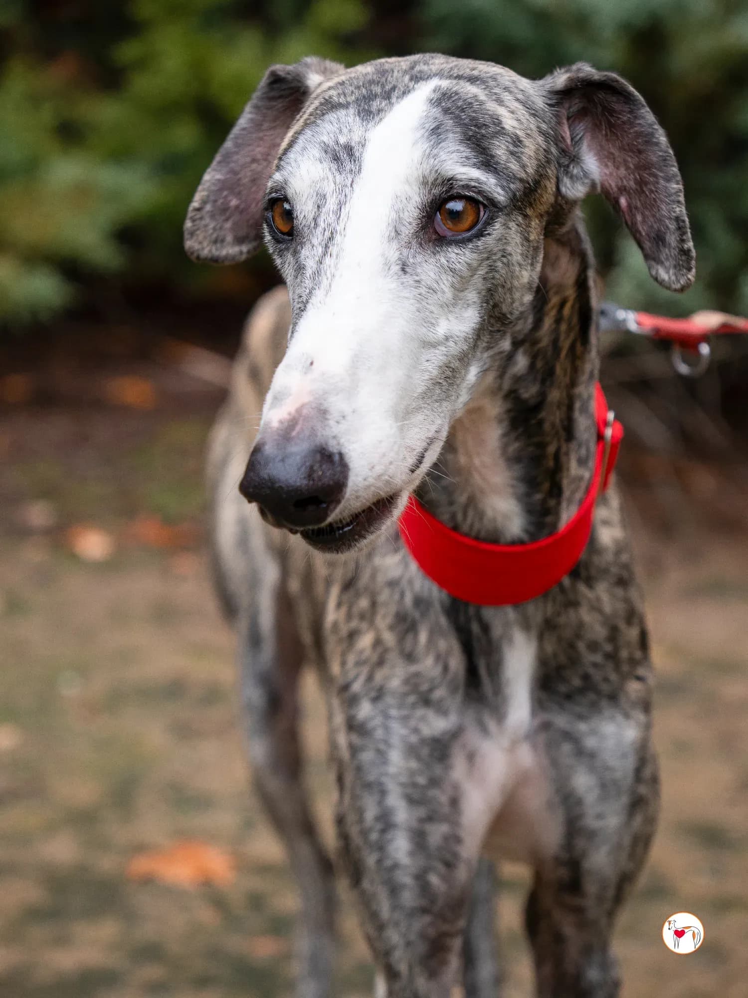 Jax – In corso di adozione