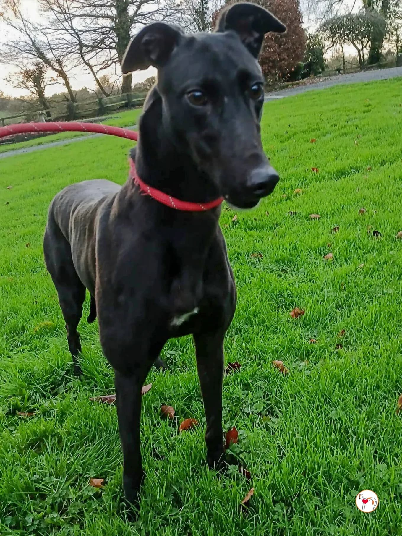 Lady – Adottata il 17/1/2026