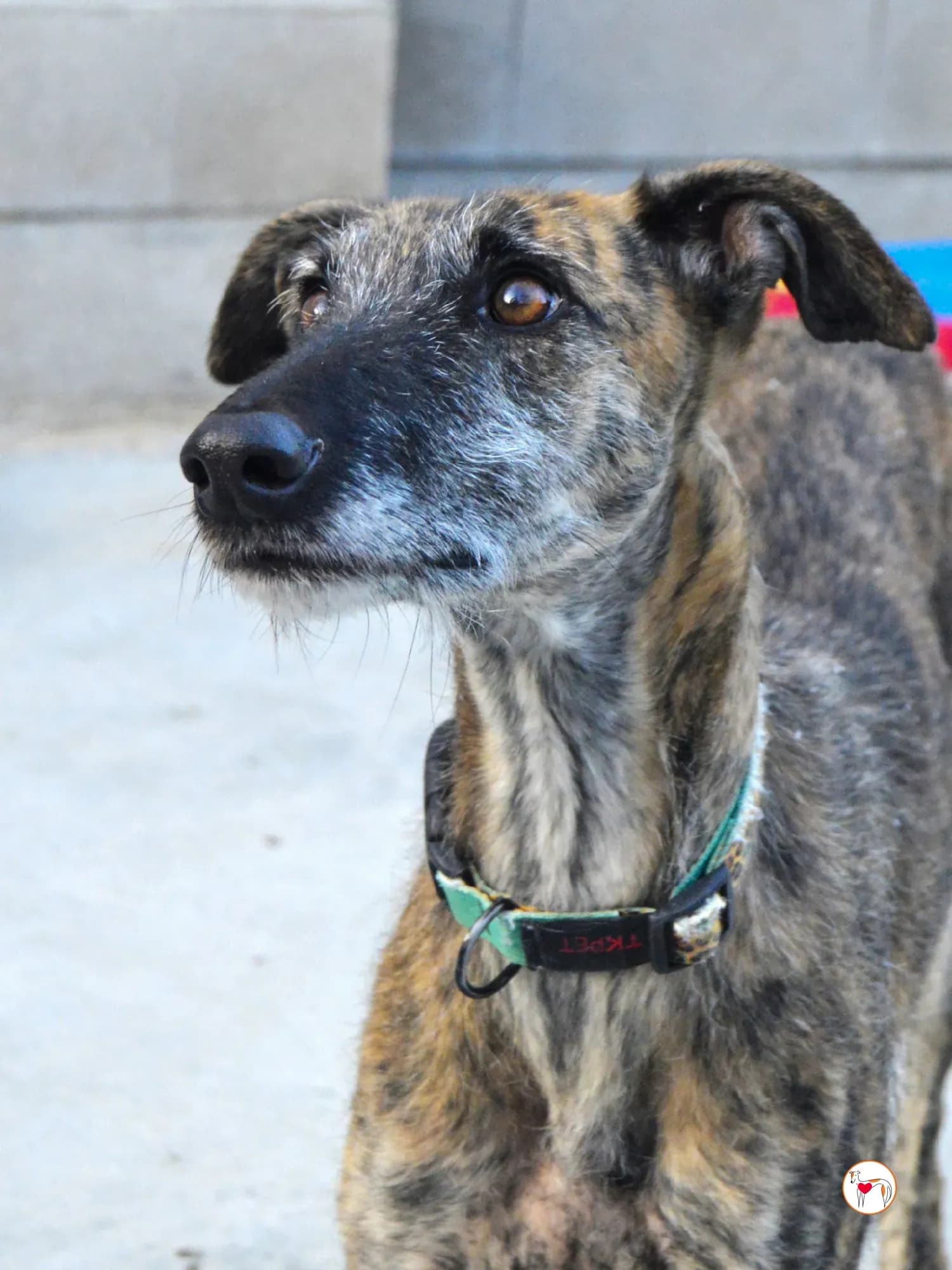 Luisa – In corso di adozione