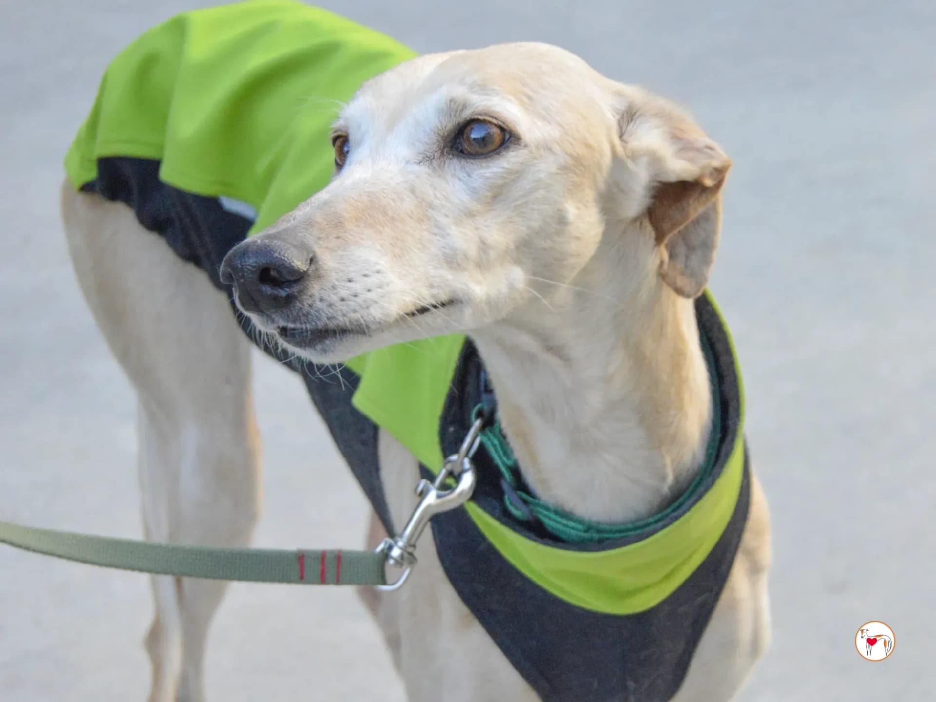 Maria – Adottata in Spagna