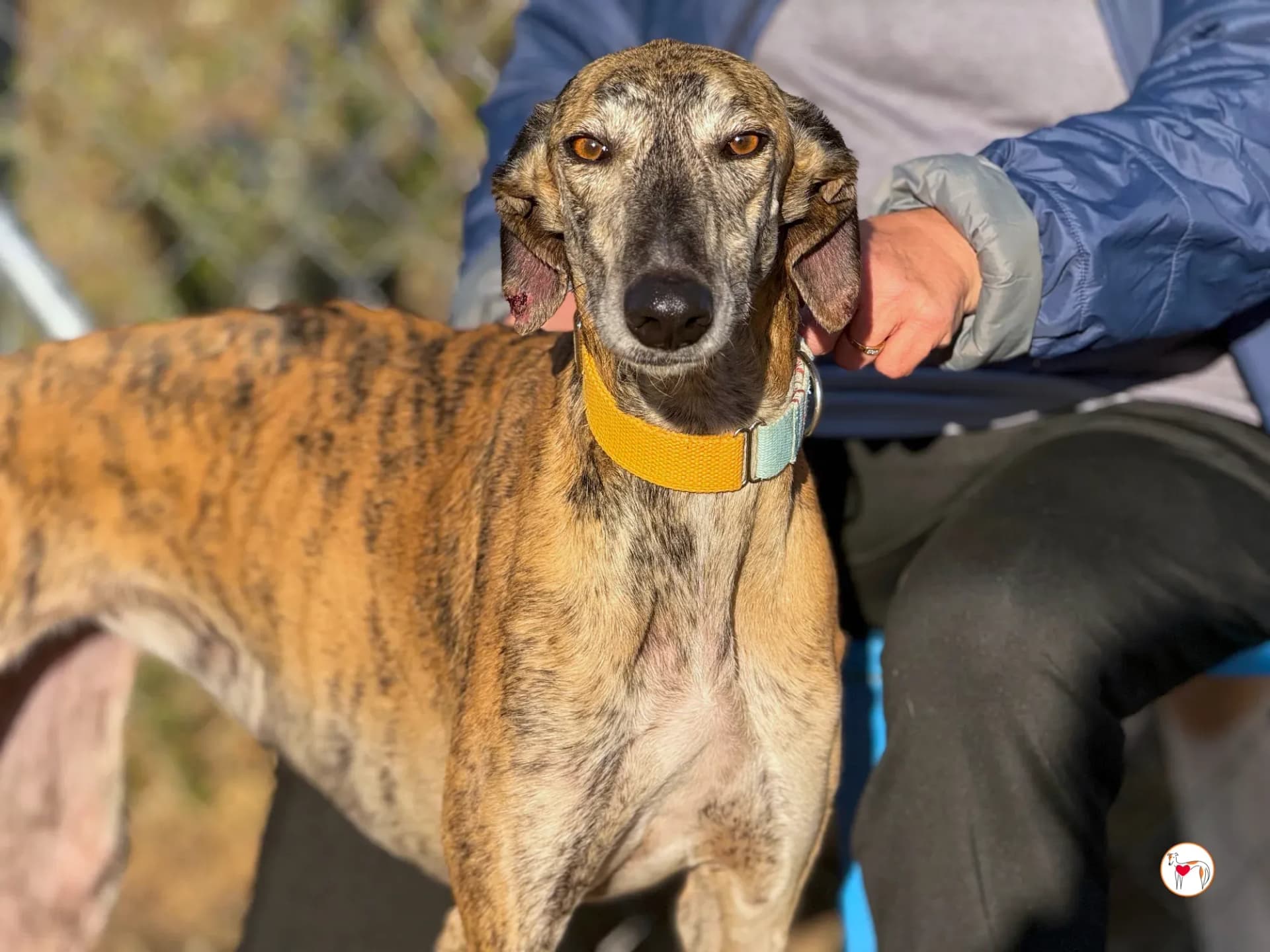 Merida – In corso di adozione