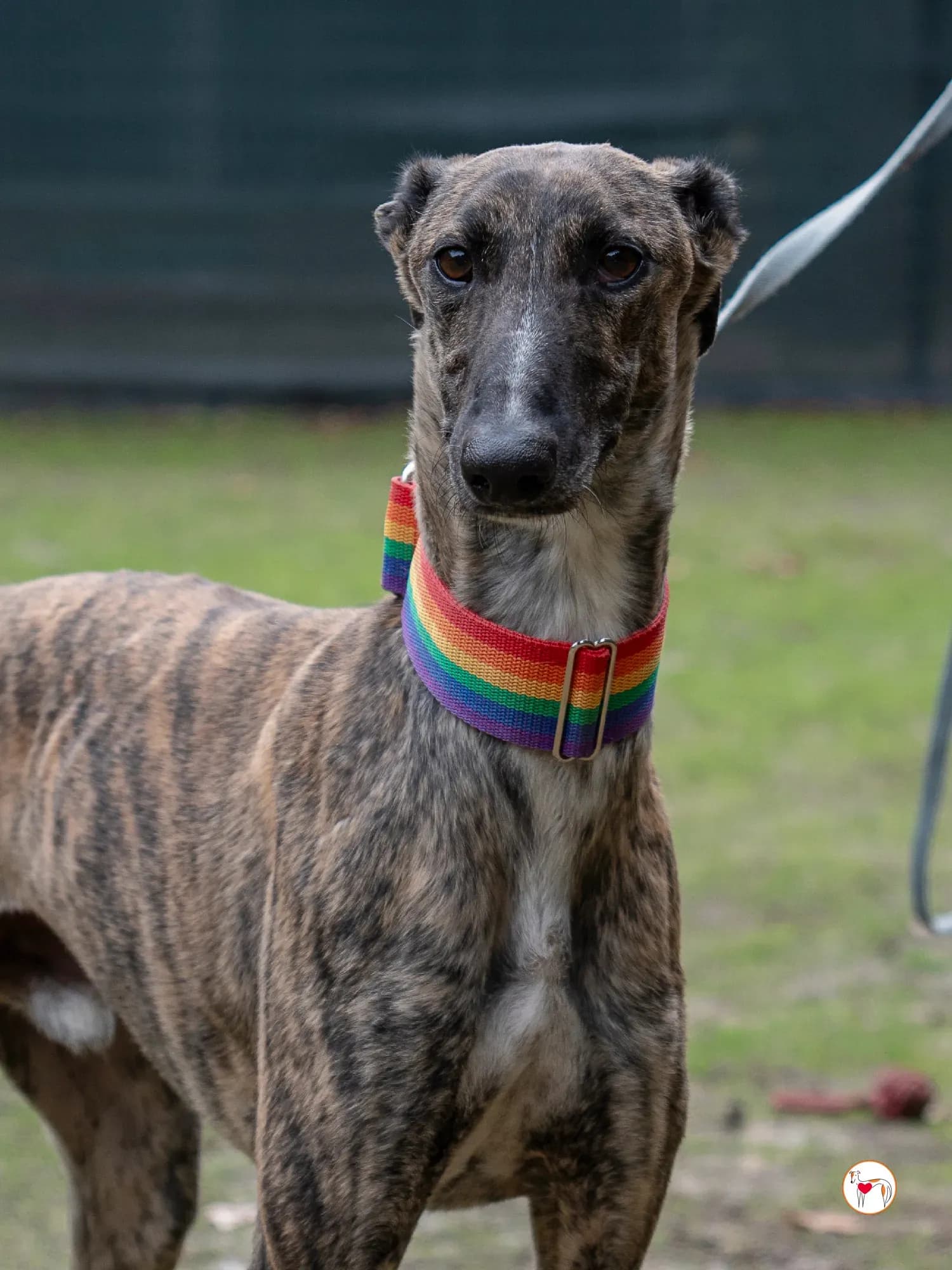 Merlin – In corso di adozione