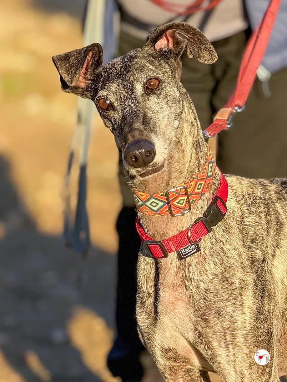 Mistica – In corso di adozione