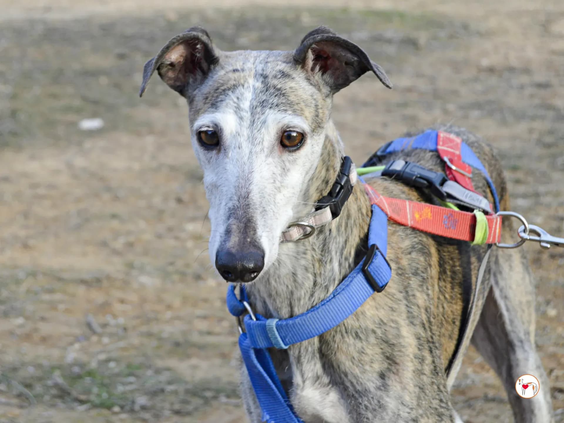 Muna – Adottata in Spagna