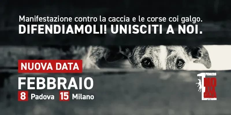 SII LA VOCE DEI GALGO INSIEME A NO! TI ASPETTIAMO: 8 e 15 FEB – Milano e Padova