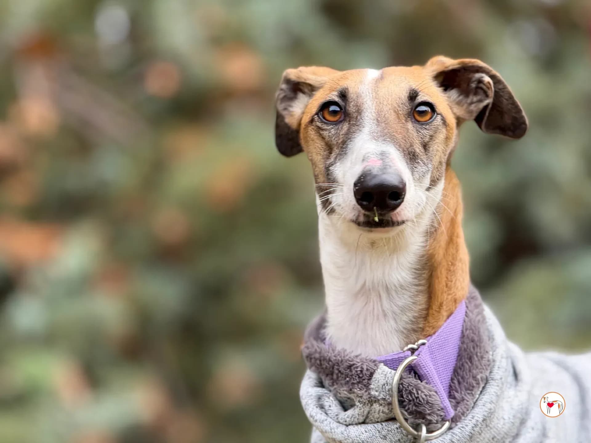 Nutella – In corso di adozione