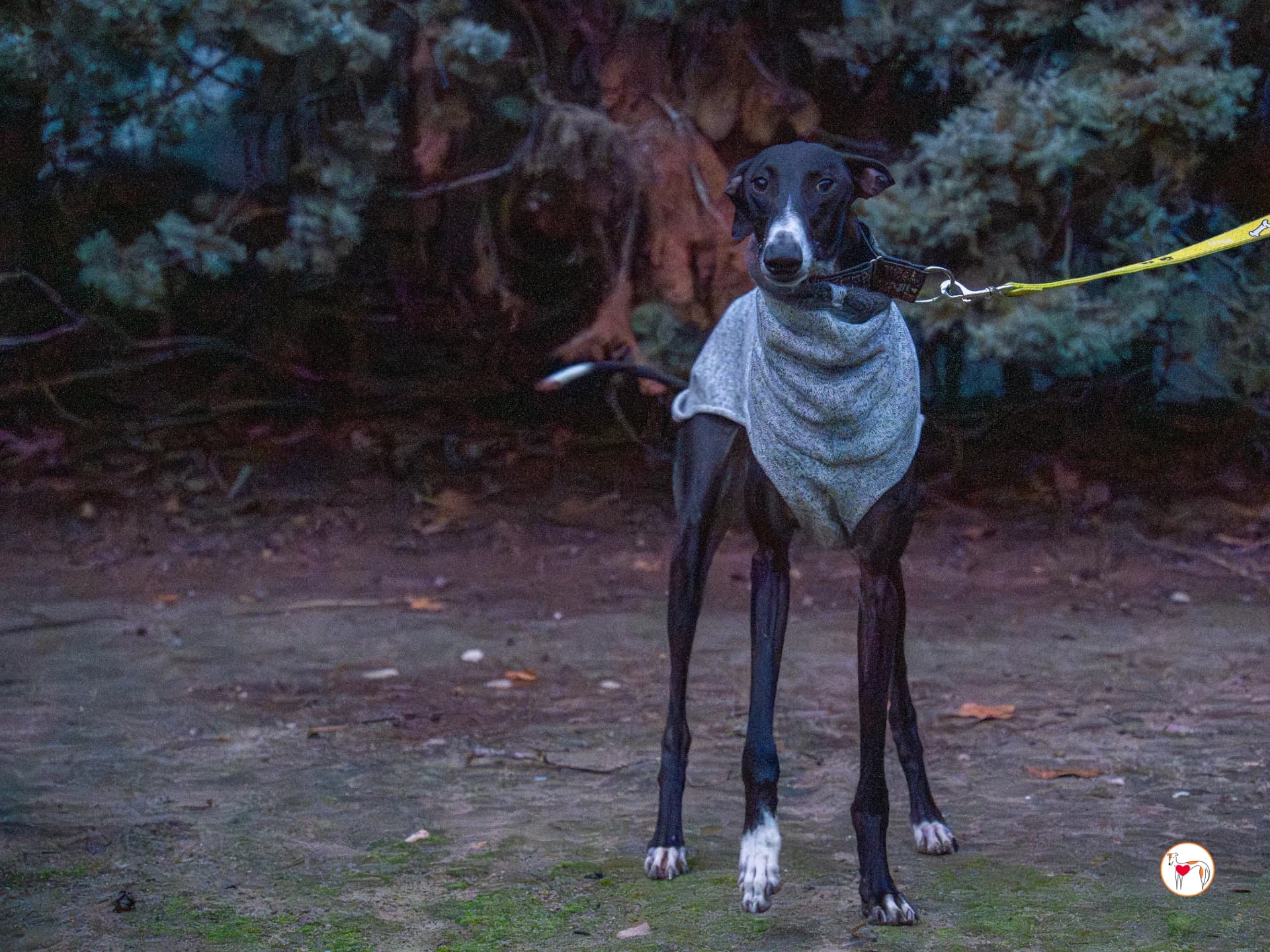 Odín – In corso di adozione