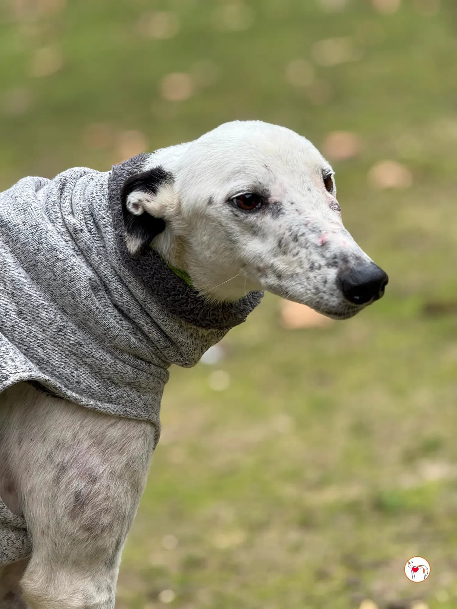 Pirata – In corso di adozione