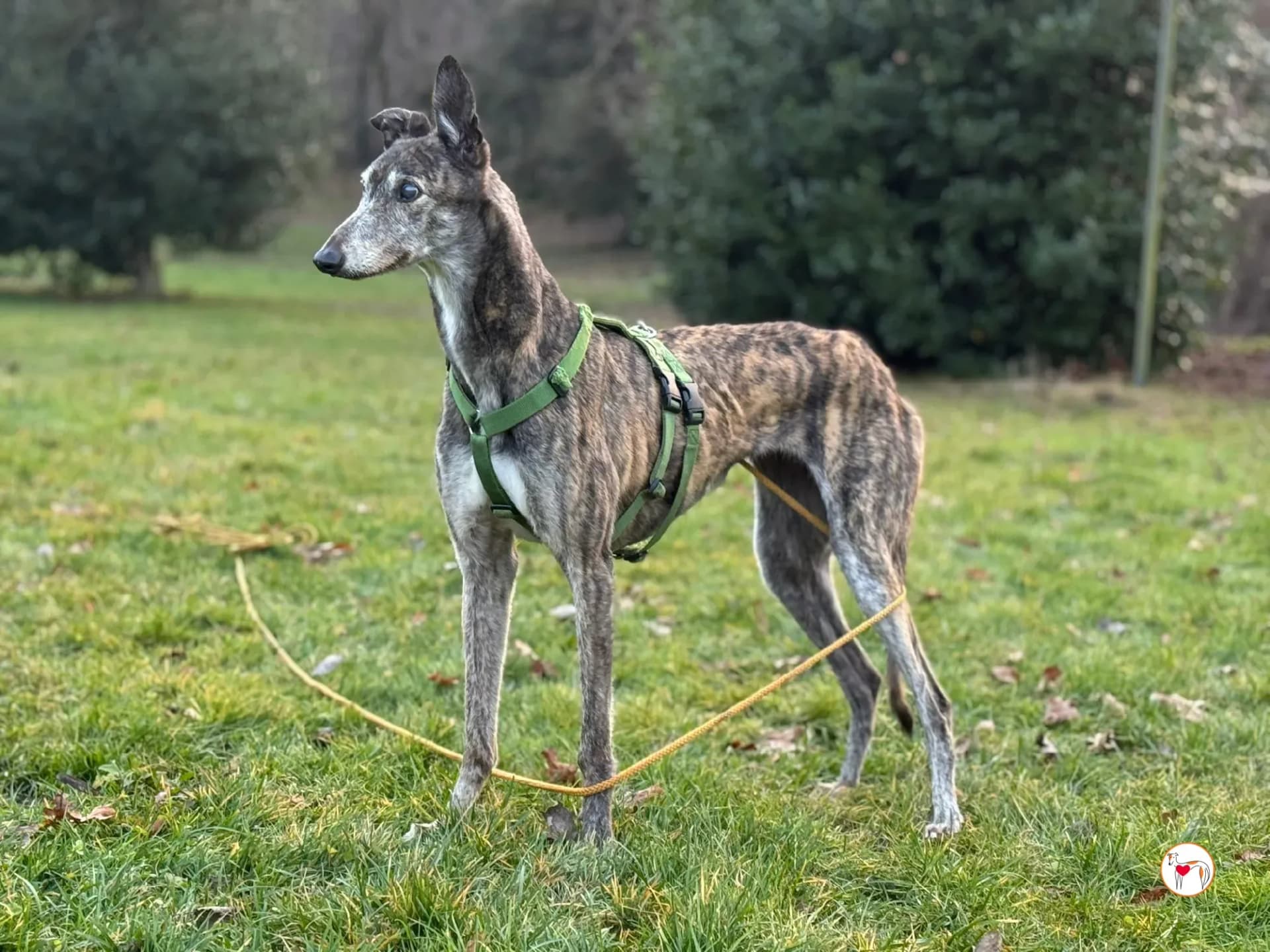 Purple – Già in Italia presso famiglia foster