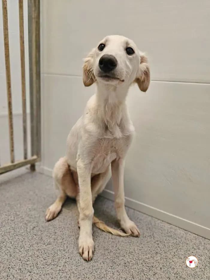 QiKong – Adottato il 17/1/2026