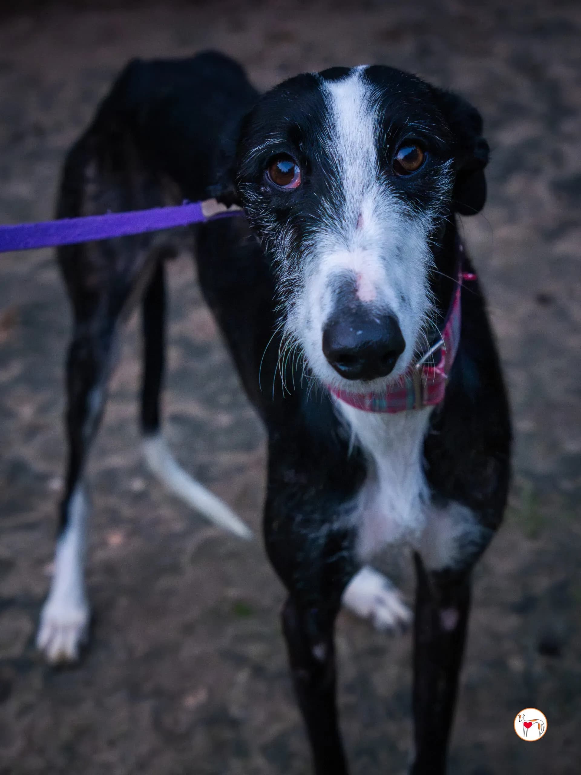 Ray – In corso di adozione