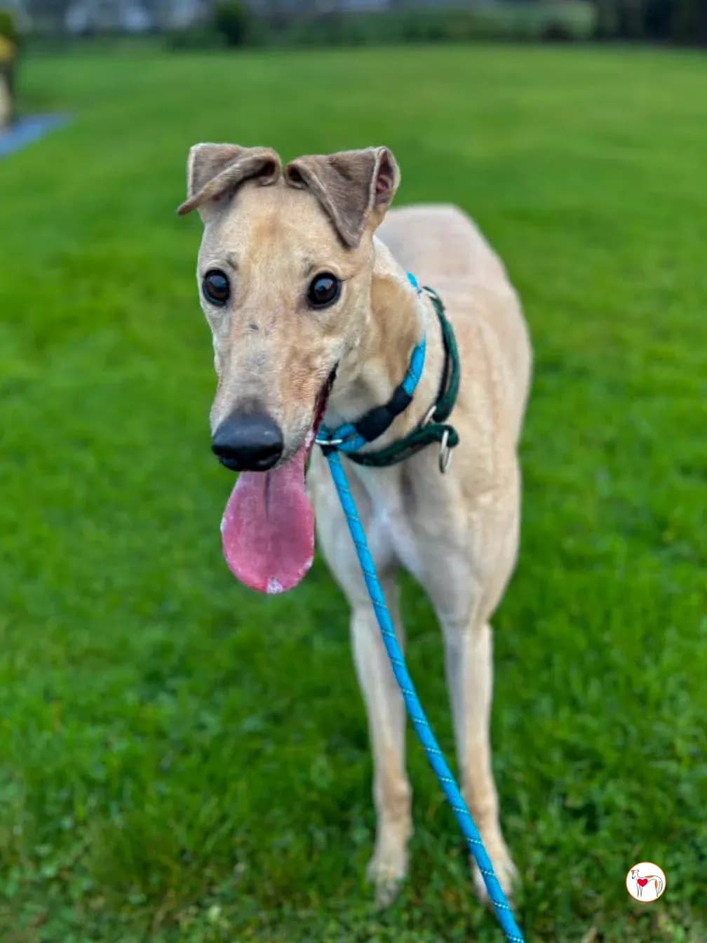 Sissi – Già in Italia presso famiglia foster bs