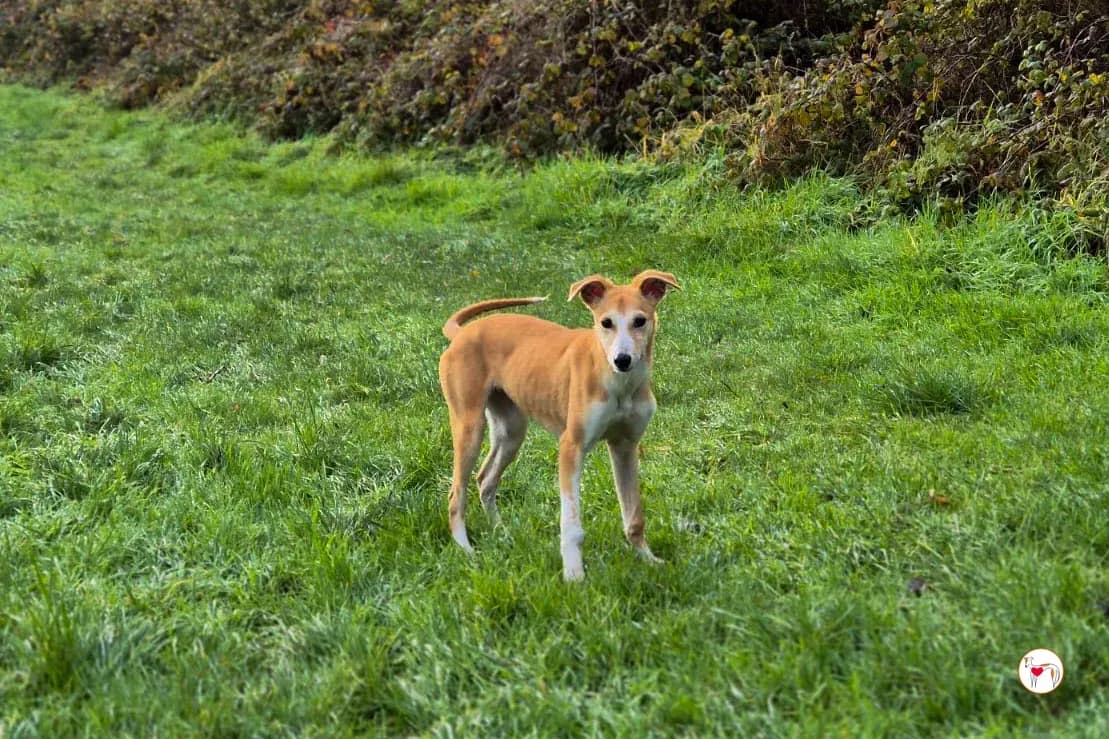 Tai Chi – Adottata il 17/1/2026