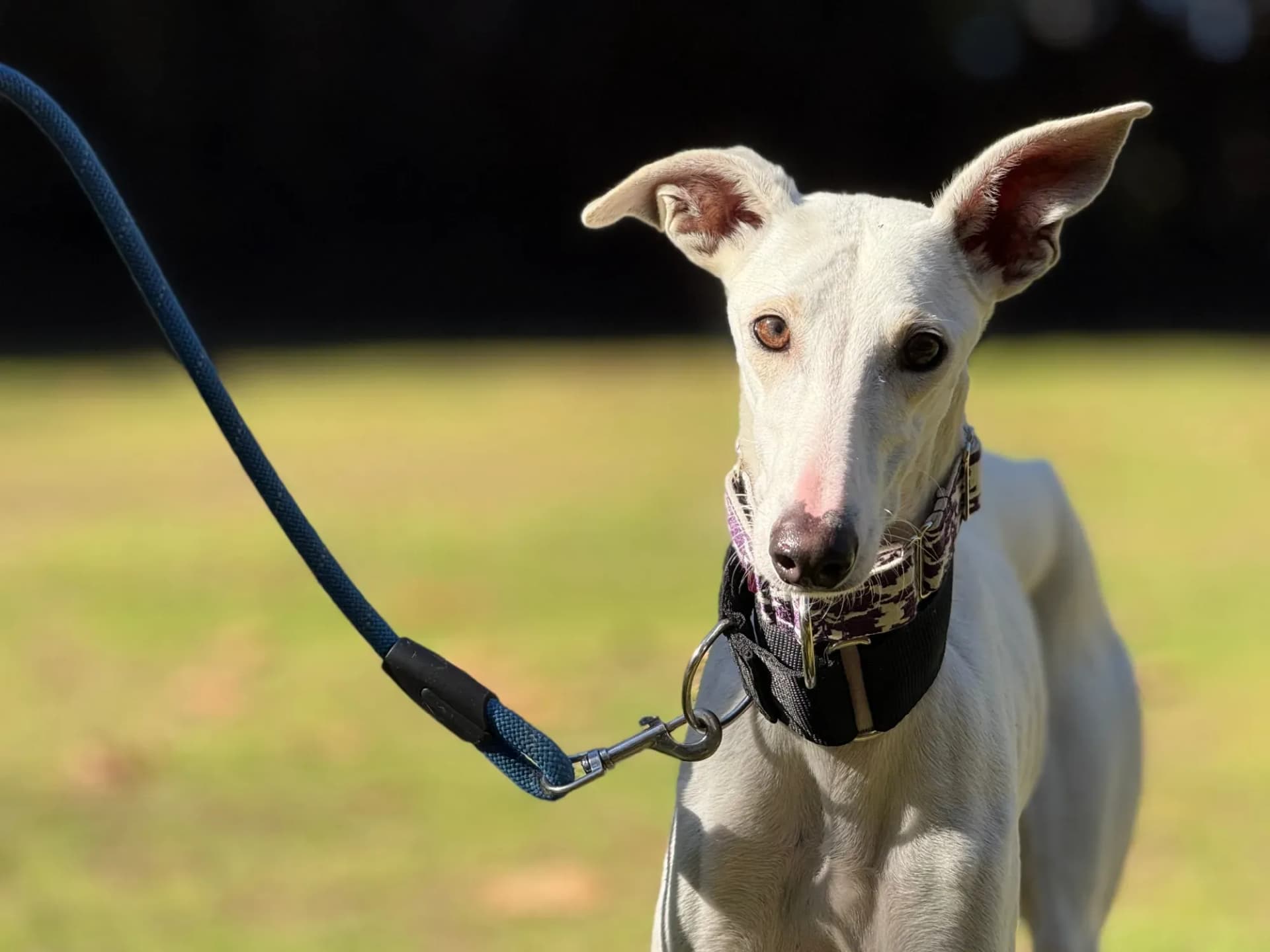 Vesta – In corso di adozione