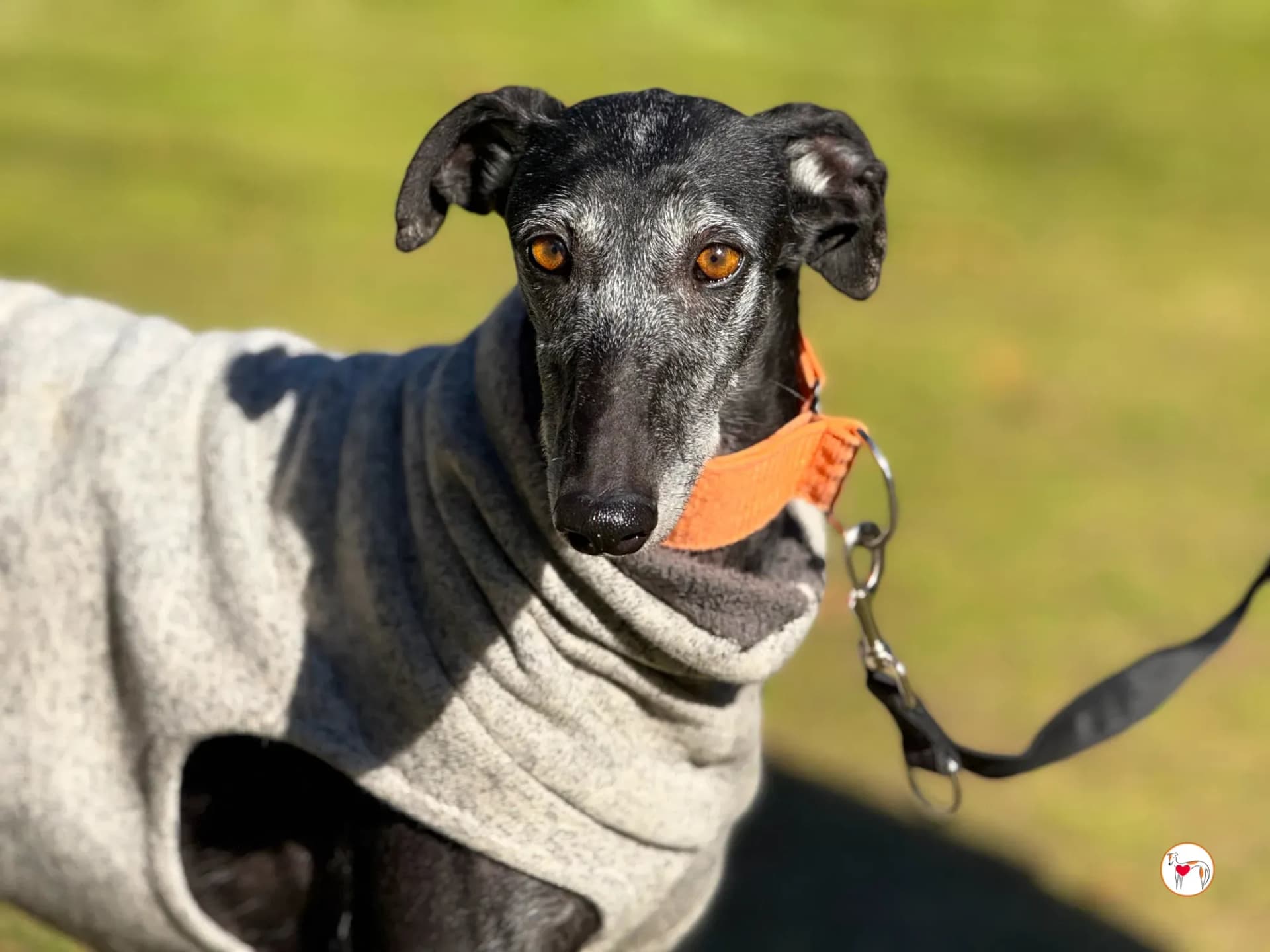 Wabi Sabi – In corso di adozione