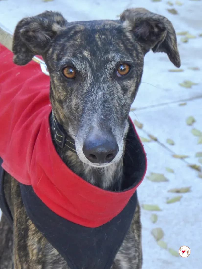 Zube – In corso di adozione